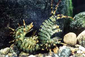 Eulimnogammarus verrucosus