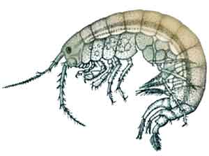 Gammarus