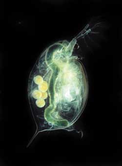 Daphnia magna