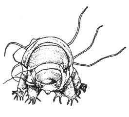 Tardigrada