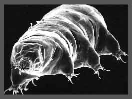 Tardigrada