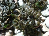 Collema ramenskii
