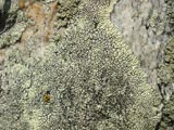 Dimelaena oreina
