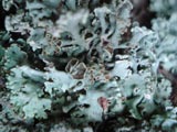 Hypogymnia physodes