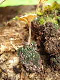 Lichenomphalia umbellifera