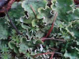 Peltigera aphthosa