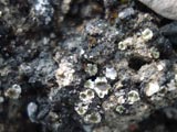 Solorinella asteriscus