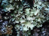 Tuckneraria laureri